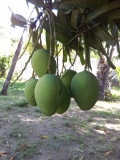 Casa Fruta Pão - Quintal - Manga