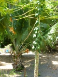 Casa Fruta Pão - Jardin - Papaye