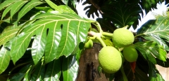 Casa Fruta Pão - Jardin - Fruit à pain
